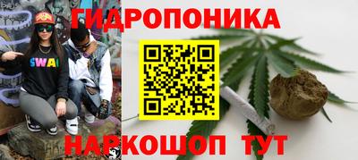 шишки Кимры